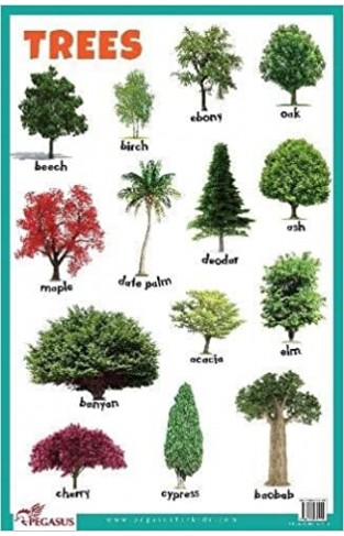Trees Educational Chart
